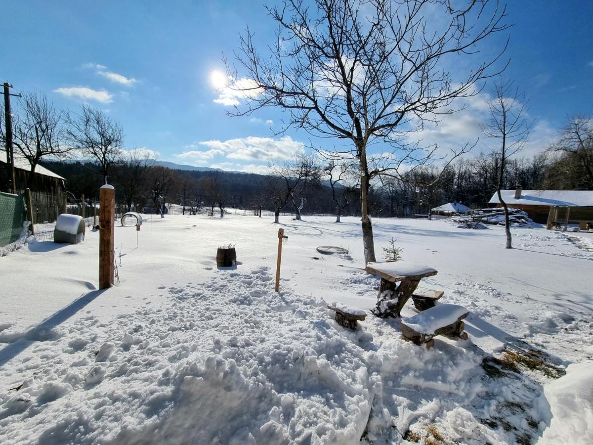 Casa Primitoare In Inima Naturii Si Padurii Rasca  Extérieur photo